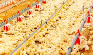 LivestockSafety LivestockSafety